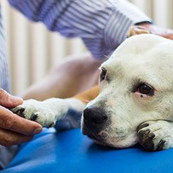 Pet Euthanasia in Liverpool