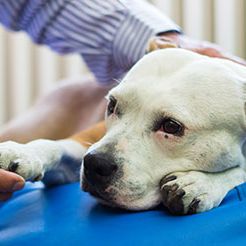 Home Euthanasia Services 
 A Compassionate Farewell