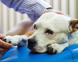 Pet Euthanasia in Liverpool