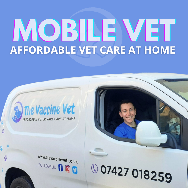 Affordable vet clinic outlet care a lot